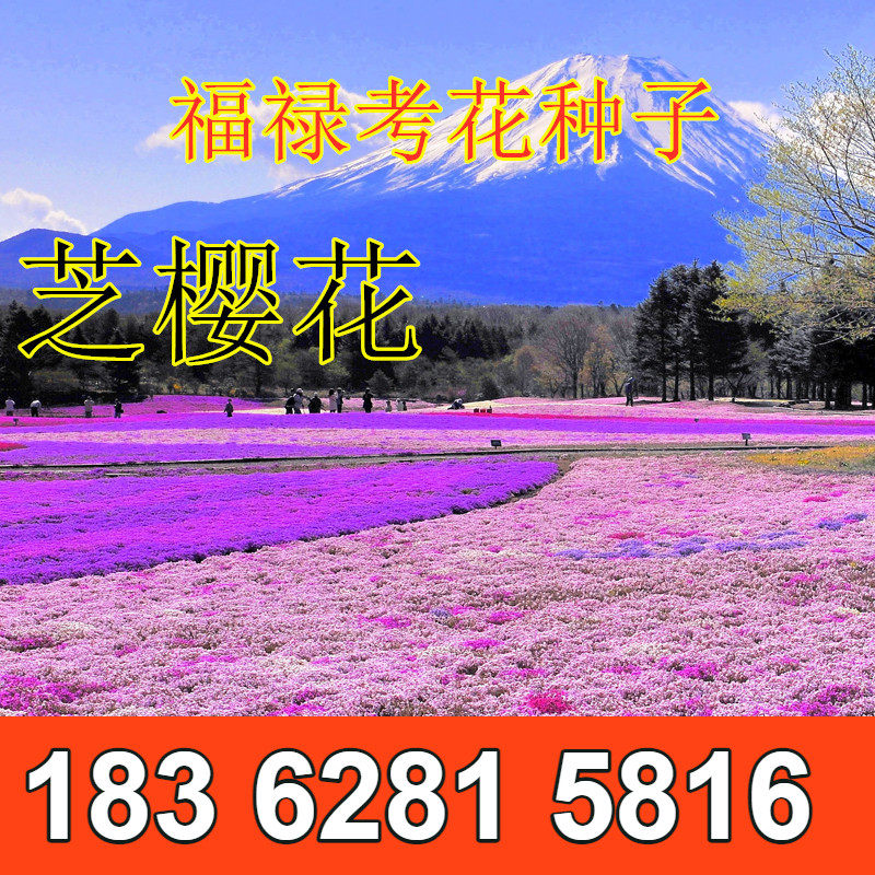 芝樱花种子丛生福禄考种子五色梅种籽地被花庭院易活耐寒花籽包邮