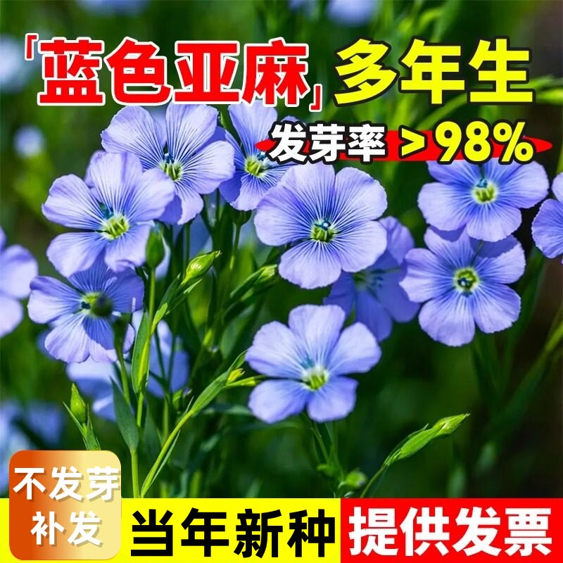 蓝花亚麻种子孑多年生宿根豆麻花籽阳台盆栽四季景观绿化花卉植物