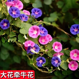 批发爬藤蔓牵牛花种子 攀援草本花卉地被植物篱笆绿化耐盐碱 一斤