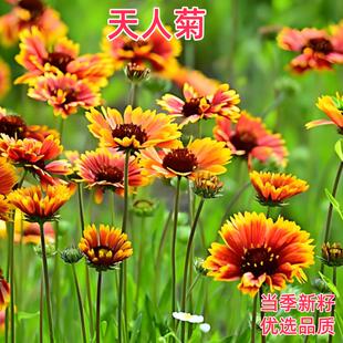 天人菊种子多年生宿根耐寒园林景观绿化花卉园艺花种籽子庭院阳台