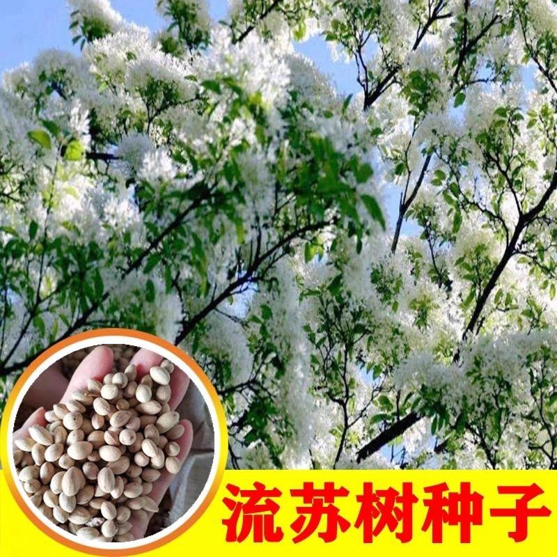 流苏树种子新采种子油棘种子流苏林木种子可嫁接桂花粘木种籽