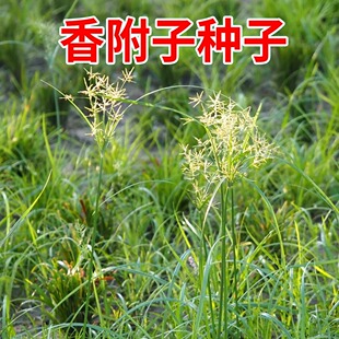 香附子种子莎草雷公头种籽易种植易活中药材种苗地沟草山芽草种