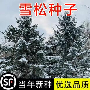 新采雪松种子四季易种雪松树宝塔松黑松雪松树苗湿地松马尾松种子