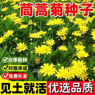 茼蒿菊四季开花室外茼蒿菊种子黄金花种籽春播木花草易种易活花海