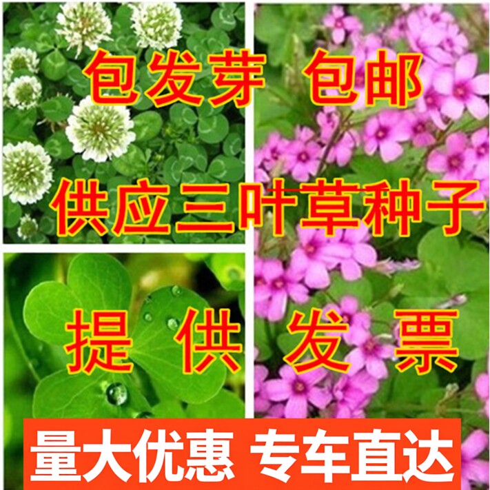 白三叶草种子红三叶草种子进口草籽四季青草坪种子牧草种子花种子