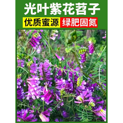 豌豆种子果园绿化紫花光叶
