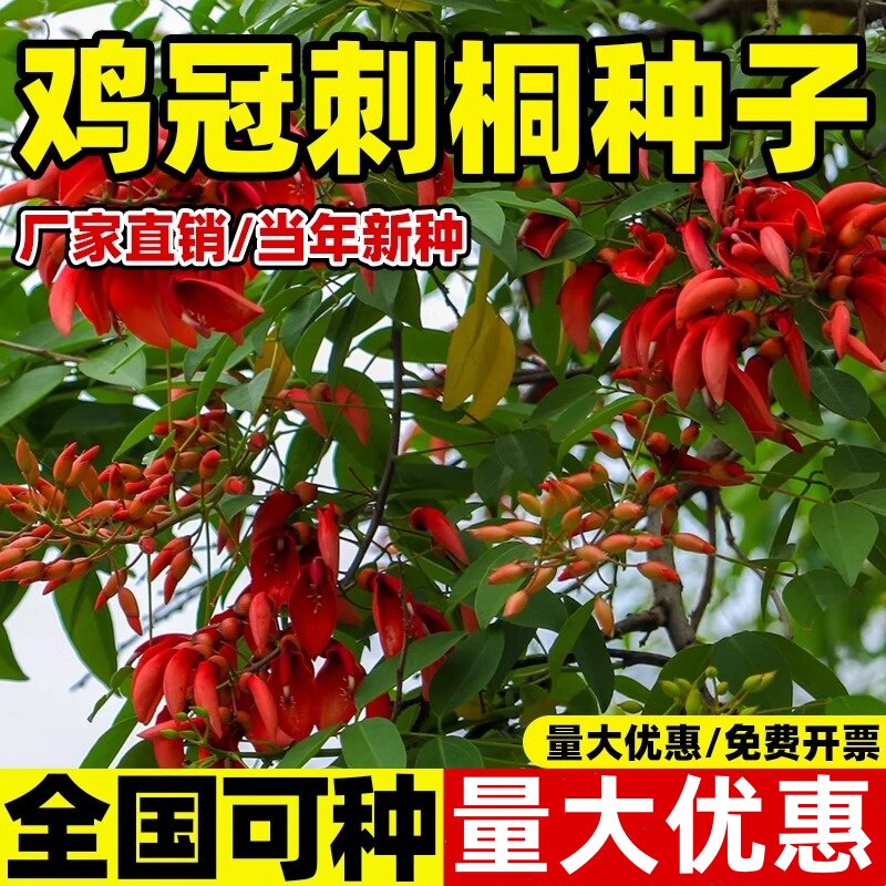新采鸡冠刺桐种子巴西刺桐鸡冠豆种籽象牙红鸡冠花树园林绿化树种