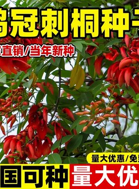 新采鸡冠刺桐种子巴西刺桐鸡冠