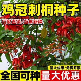 新采鸡冠刺桐种子巴西刺桐鸡冠豆种籽象牙红鸡冠花树园林绿化树种