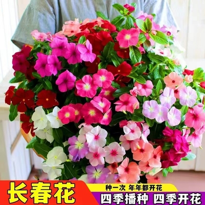 长春花种子日日春三万花卉种籽