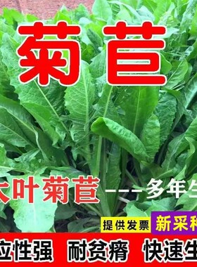 菊苣种子高产进口大叶牧草种子