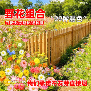 野花组合花籽四季易活格桑花种籽百日草耐寒多年矮生波斯菊花种子