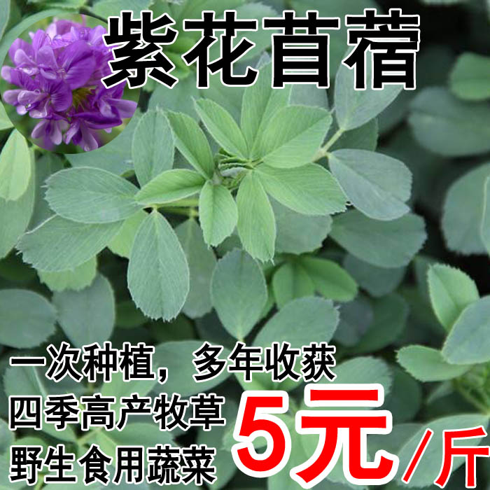紫花苜蓿草种子多年生四季牧草种子苜蓿菜种籽鸡鸭鹅牛羊鱼草种籽 蜂蜜的作用与功效 专业蜜蜂养殖蜂产品知识资讯网 蜂行天下网