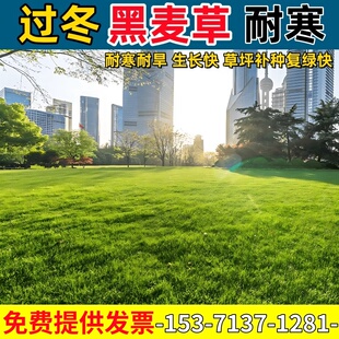 多年生黑麦草种子耐寒四季常青绿化补种护坡固土高羊茅草坪草籽孑