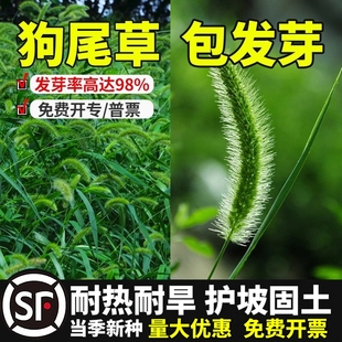 狗尾巴草种子孑野草种杂草种籽狗尾草种耐旱绿化观赏草籽护坡牧草