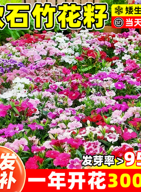 矮生欧石竹花籽子耐寒四季播种美国五彩石竹花种孑阳台室内外开花