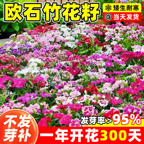 矮生欧石竹花籽子耐寒四季播种美国五彩石竹花种孑阳台室内外开花