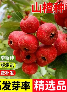 山楂种子山里果高产易活赤爪实
