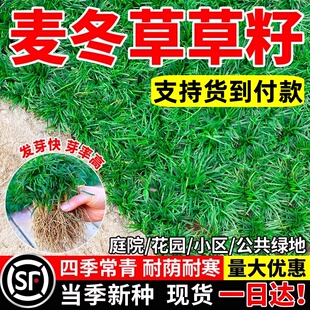 四季常青麦冬草草籽玉龙草日本矮麦冬草种籽细叶麦冬庭院绿化种子