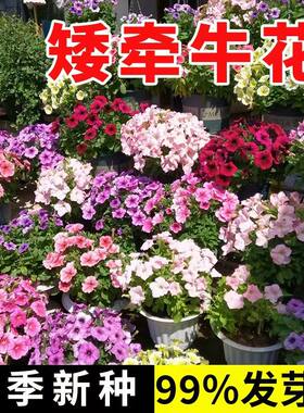 牵牛花种孑重瓣矮牵牛花四季播种开花垂吊喇叭花室内外盆栽花籽子