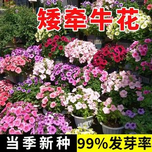 牵牛花种孑重瓣矮牵牛花四季播种开花垂吊喇叭花室内外盆栽花籽子