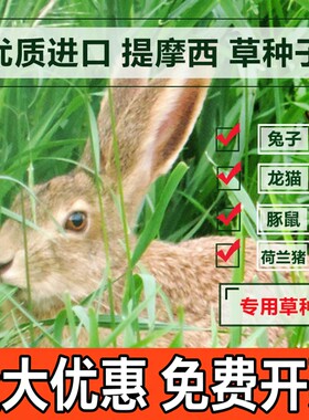 牧草豚鼠荷兰猪宠物口粮猫尾草