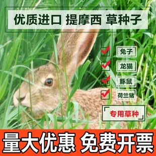 提摩西草种子 猫尾草梯牧草 兔子豚鼠荷兰猪牧草宠物口粮