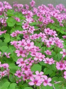 红花多年生种子四季心形草