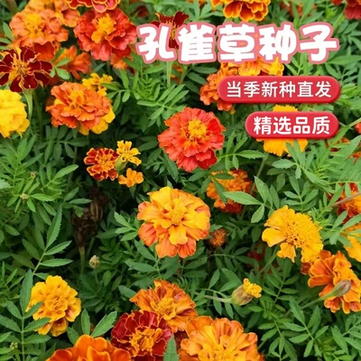孔雀草花籽四季播种开花易活景观