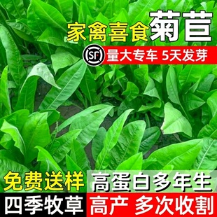 菊苣种籽大叶多年生喂猪菜种子牛羊鱼鸡鸭鹅爱吃的牧草种子兔子草