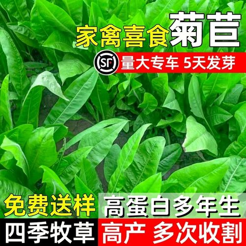 菊苣种籽大叶多年生喂猪菜种子