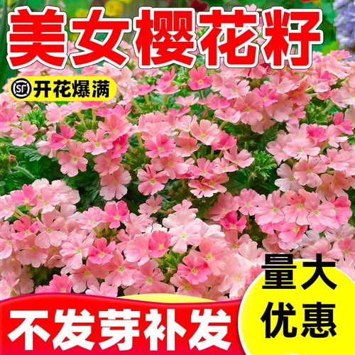 美女樱花籽开花播种室内花卉