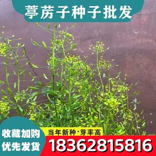 葶苈子独行菜播娘蒿种子常用药材子北葶苈苦葶苈