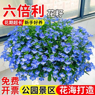 六倍利花籽种半边莲花种籽子地被宿根多年生花苗庭院盆栽易活种子