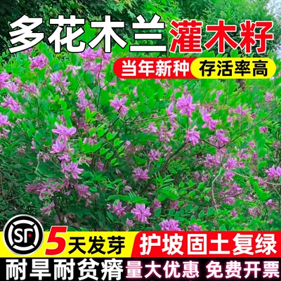 多花木兰种籽护坡固土耐贫瘠草籽边坡复绿生态修复工程绿化草种子