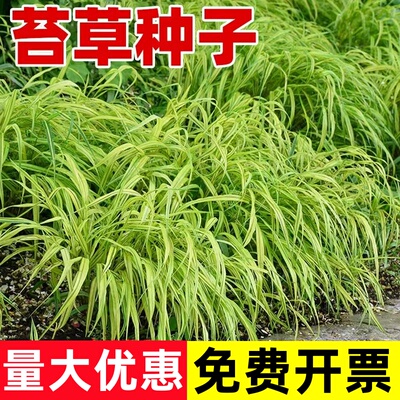 苔草种子常青草种籽青绿薹草