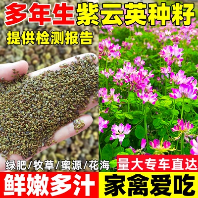 紫云英种子多年生食用鲜嫩多汁草籽蜜源固氮果园绿肥高产牧草种籽