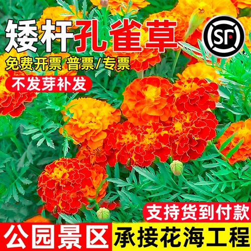 孔雀草花籽四季播种矮杆花种子公园景区花海工程野花组合花卉种籽