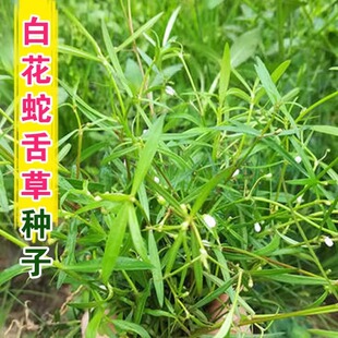 百花白花蛇舌草种子药材种籽种植春秋易活半枝莲蛇舌癀籽