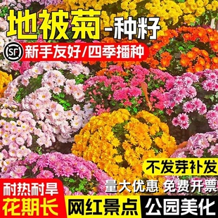 地被菊花种子玛格丽特花种籽子易种易活室外阳台庭院盆栽