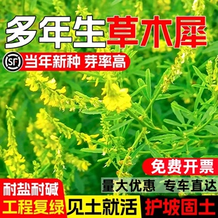 黄花草木犀种籽多年生四季牧草种子耐寒耐旱工程复绿护坡固土草籽