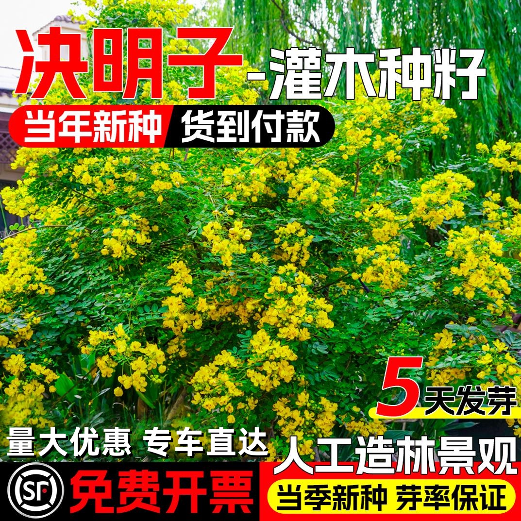 决明子种子护坡固土植物灌木草种籽枣林景观绿化边坡高速公路草籽