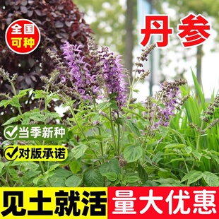 丹参种子新采红根大红袍血参根中药药材苗木种籽新采新鲜种子包邮