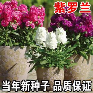 紫罗兰花种子四季播种耐寒易种庭院阳台花卉绿化花籽格桑花花种籽