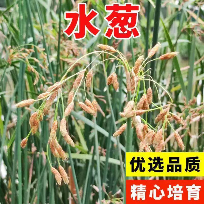 水生植物水葱种子净化水质鱼池水塘养鱼小区绿化臭水沟花籽