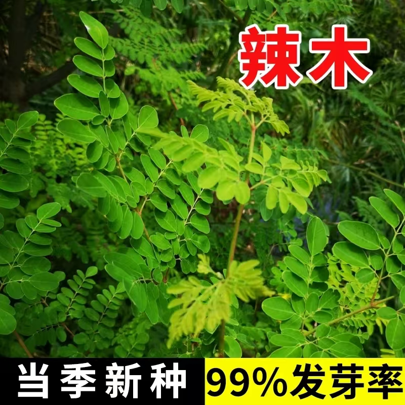 辣木种子印度 精选进口特级优质 纯天然可食用 种植辣木籽包邮