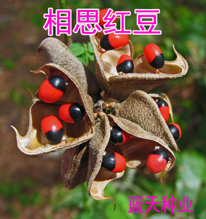 鸡母珠 红豆种子 海红豆种子 相思树种子 孔雀豆 绿化林木树种子