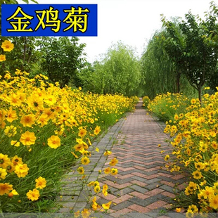 菊花种子金鸡菊种子多年生宿根花卉园林景观绿化工程花种子
