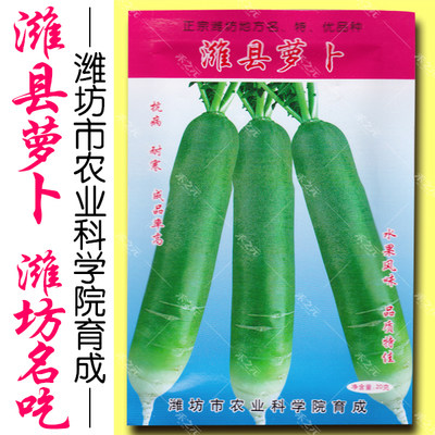 山东水果青萝卜种子生吃潍坊沙窝