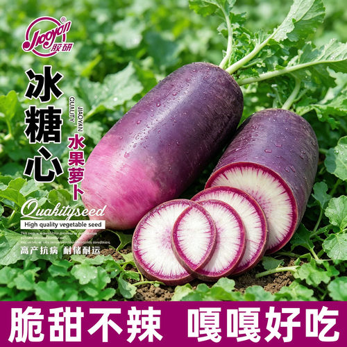 冰糖心冰激凌水果萝卜种子
